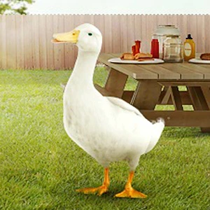 Aflac Redesign